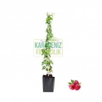 Ahududu Frambuaz Açık Köklü