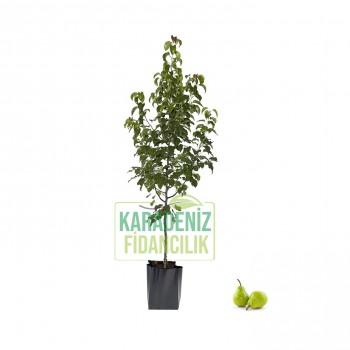 Bahri Bey Armut Tüplü