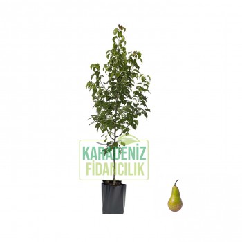 Concorde Armut Açık Köklü