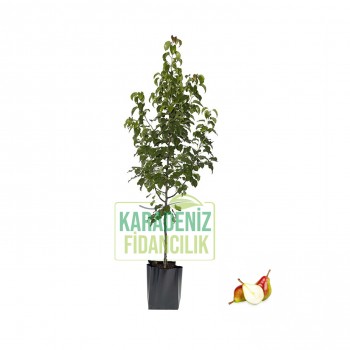 Etrushka Armut Tüplü Etrushka Armut Tüplü