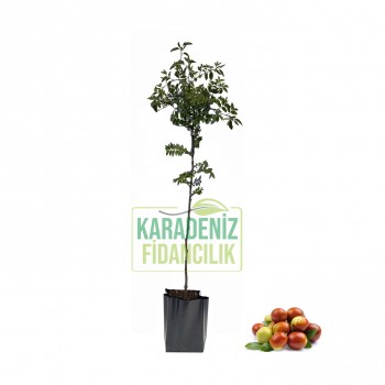 Hünnap Hırnap Saksılı