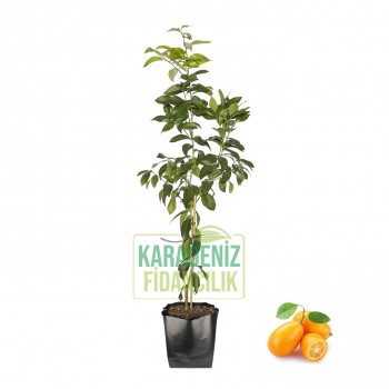 Kamkuat Fidanı Tüplü