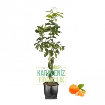 Satsuma Mandalina Büyük Boy Tüplü