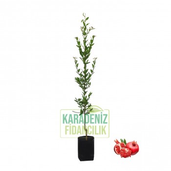 Nar Fidanı Açık Köklü