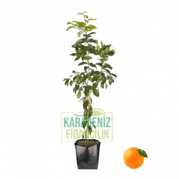 Washington Portakal Büyük Boy Tüplü