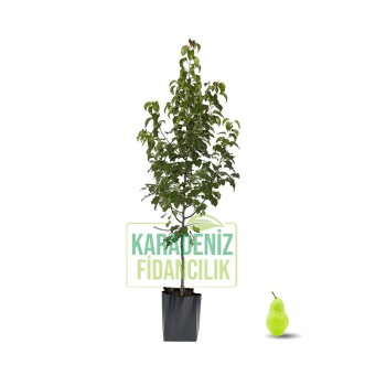Tosca Armut Tüplü Tosca Armut Tüplü