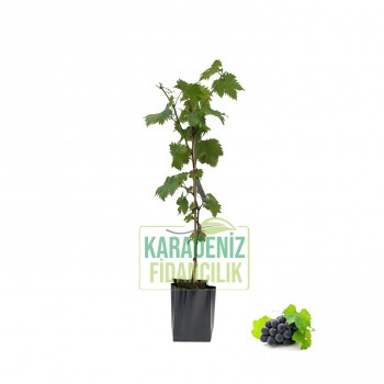 Antep Karası Siyah Üzüm Açık Köklü