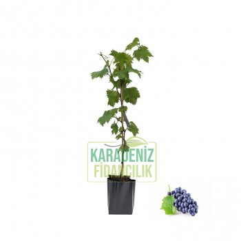 Kokulu Siyah Karadeniz Üzümü Tüplü