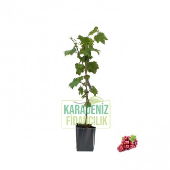 Red Clap Mor Üzüm Açık Köklü