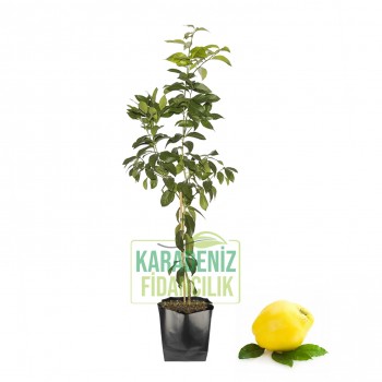 Ekmek Ayvası Tüplü Ekmek Ayvası Tüplü
