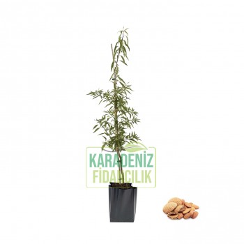 Ferradual Badem Açık Köklü
