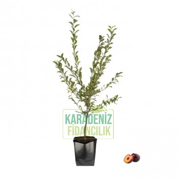 Black Beaut Erik Açık Köklü