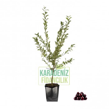 Black Diamond Erik Açık Köklü