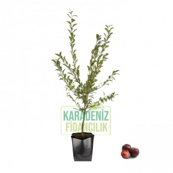 Black Splendor Erik Açık Köklü