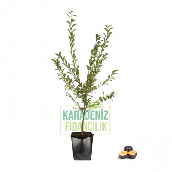 Black Star Erik Açık Köklü