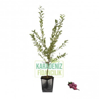 Obilnaja Erik Açık Köklü