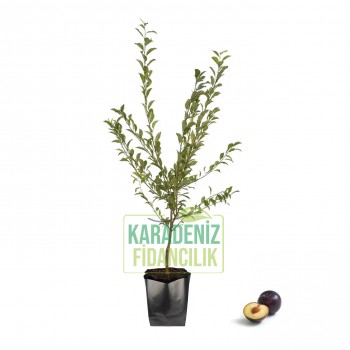 Original Sun Erik Açık Köklü