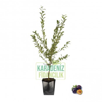 President Erik Tüplü