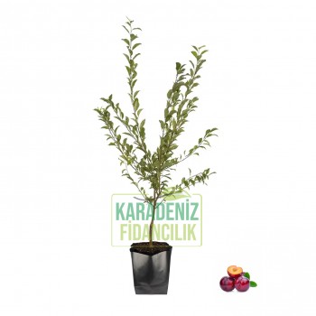 Red Beaut Erik Açık Köklü