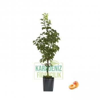 Kabaaşı Kayısı Açık Köklü