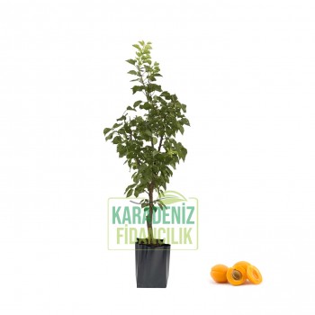 Ninfa Kayısı Açık Köklü