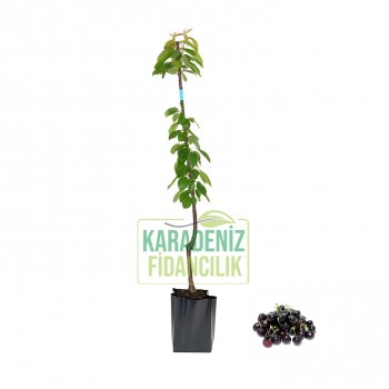 Kara Bodur Kiraz Tüplü