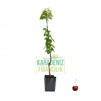 Napolyon Ziraat Kiraz Açık Köklü