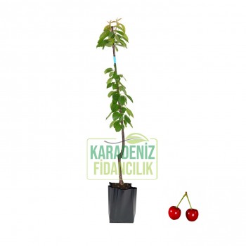 Noble Kiraz Açık Köklü