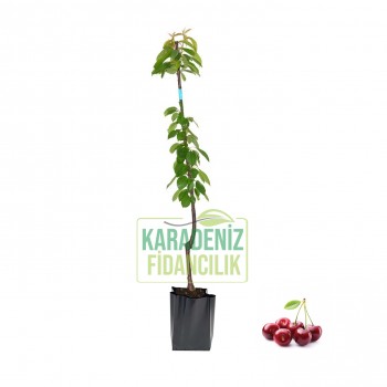 Regina Kiraz Açık Köklü