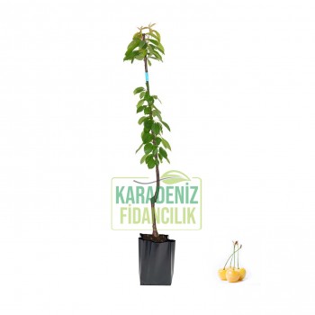 Starks Gold Kiraz Açık Köklü