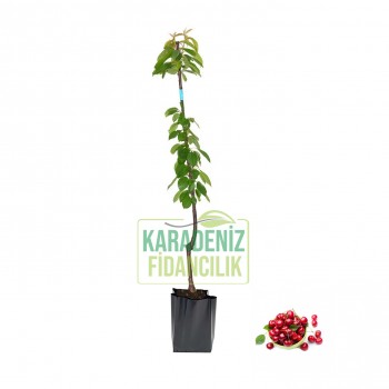 Yarımca Kirazı Açık Köklü