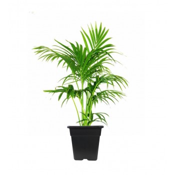 Kentya Çiçeği / 40-70 cm