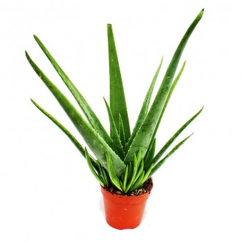 Aloe Vera / Sarı Sabır / 20x30 cm Aloe Vera / Sarı Sabır / 20x30 cm