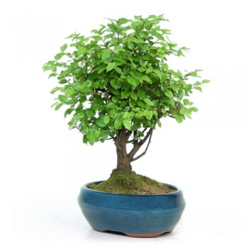 Bonzai Çiçeği ( Düz Köklü ) Bonzai Çiçeği ( Düz Köklü )