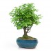 Bonzai Çiçeği ( Düz Köklü ) Bonzai Çiçeği ( Düz Köklü )