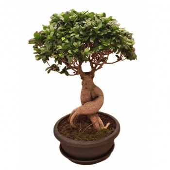 Bonzai Çiçeği / Bonsai ( Havuç Köklü ) Bonzai Çiçeği / Bonsai ( Havuç Köklü )
