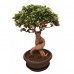 Bonzai Çiçeği / Bonsai ( Havuç Köklü ) Bonzai Çiçeği / Bonsai ( Havuç Köklü )