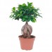 Bonzai Çiçeği / Bonsai ( Havuç Köklü ) Bonzai Çiçeği / Bonsai ( Havuç Köklü )