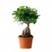 Bonzai Çiçeği / Bonsai ( Havuç Köklü ) Bonzai Çiçeği / Bonsai ( Havuç Köklü )