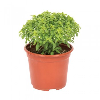 Fesleğen / 20x40 cm