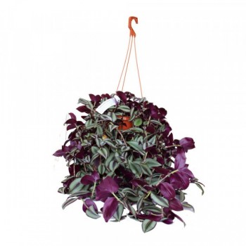 Mor Telgraf / Askılı Saksıda Mor Telgraf / Askılı Saksıda