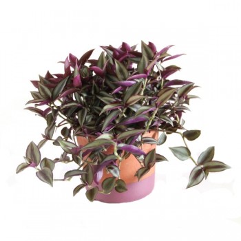 Mor Telgraf / Kara Sevda Mor Telgraf / Kara Sevda