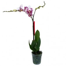 Orkide / Çilli ( Tek Dallı ) 50x70 cm