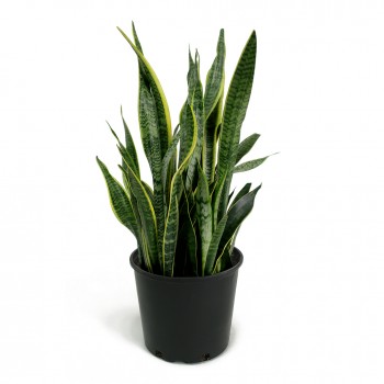 Sansevieria / Paşa Kılıcı