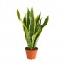 Sansevieria / Paşa Kılıcı