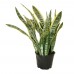 Sansevieria / Paşa Kılıcı