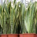 Sansevieria / Paşa Kılıcı