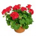Sardunya / Kırmızı / 30-50 cm Sardunya / Kırmızı / 30-50 cm