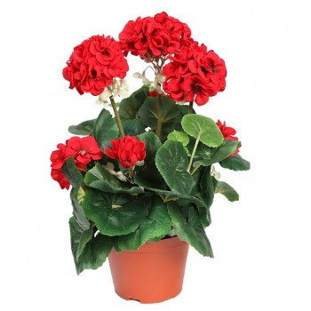 Sardunya / Kırmızı / 30-50 cm Sardunya / Kırmızı / 30-50 cm