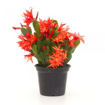 Yılbaşı Çiçeği / Kırmızı